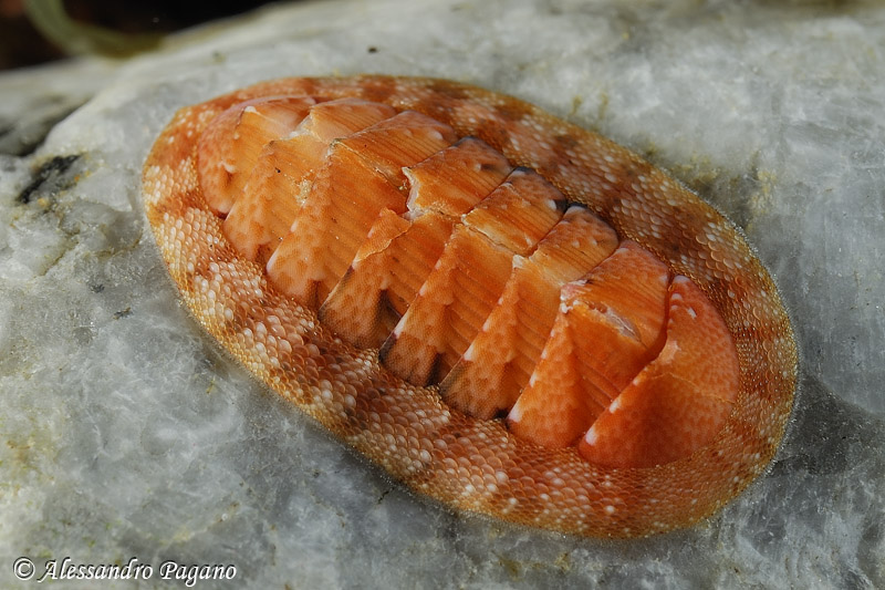Chiton corallinus