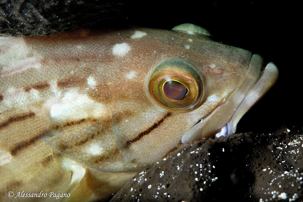 Epinephelus costae