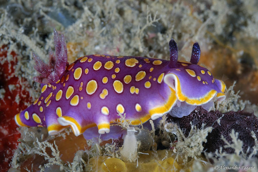 Chromodoris luteorosea