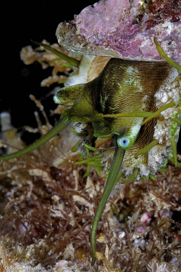 Haliotis lamellosa