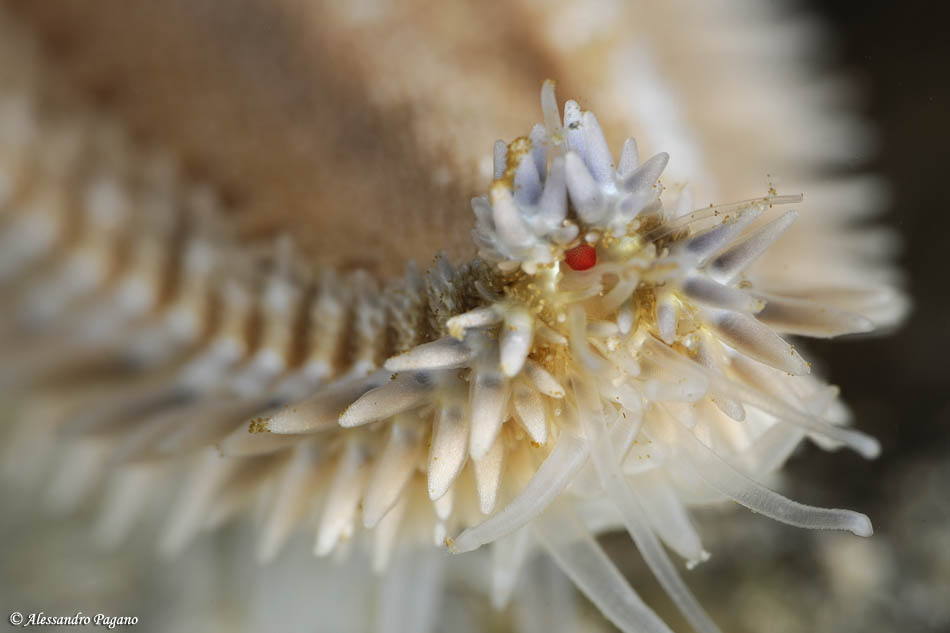 Stelle marine: particolare dell''apice delle braccia