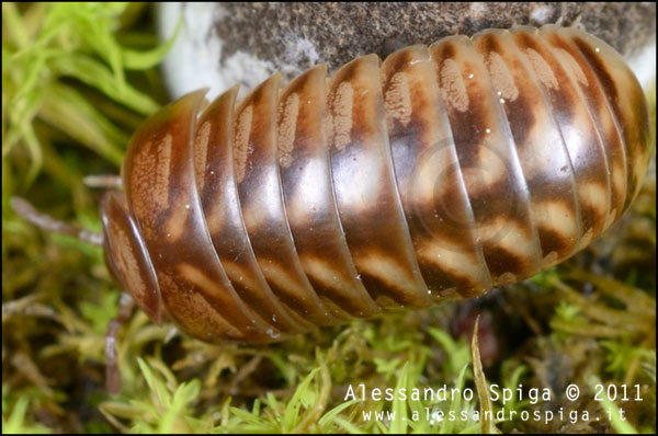 Glomeridae in pineta