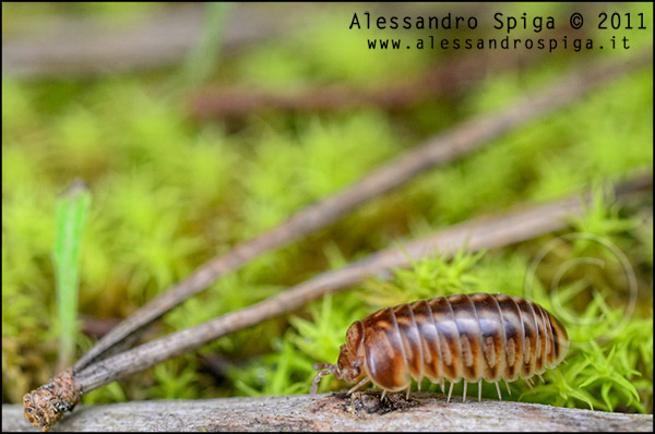 Glomeridae in pineta