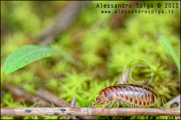 Glomeridae in pineta