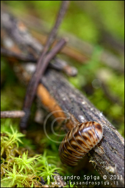 Glomeridae in pineta