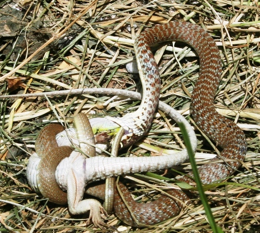 Identificazione rettile