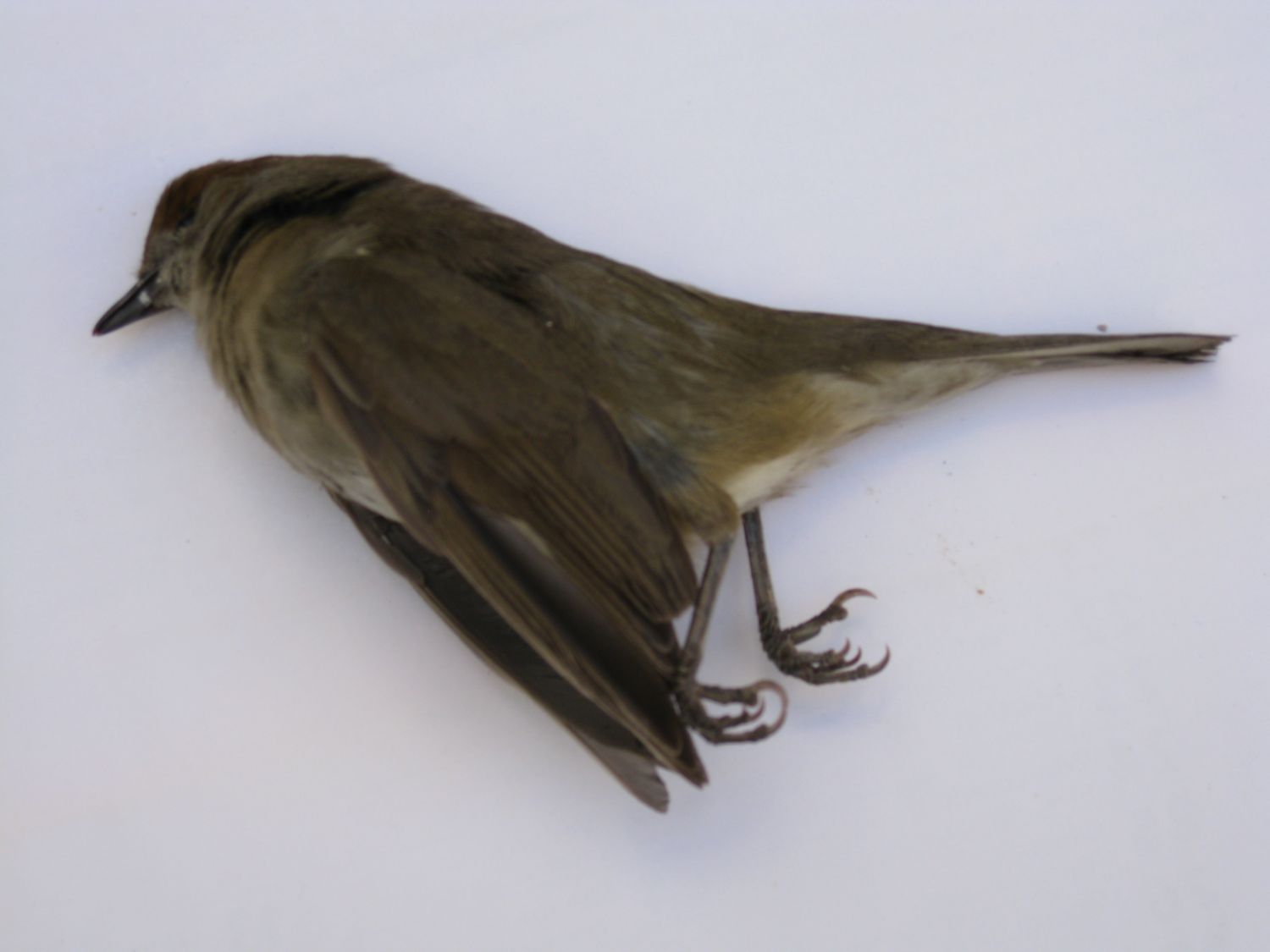 di che uccello si tratta?
