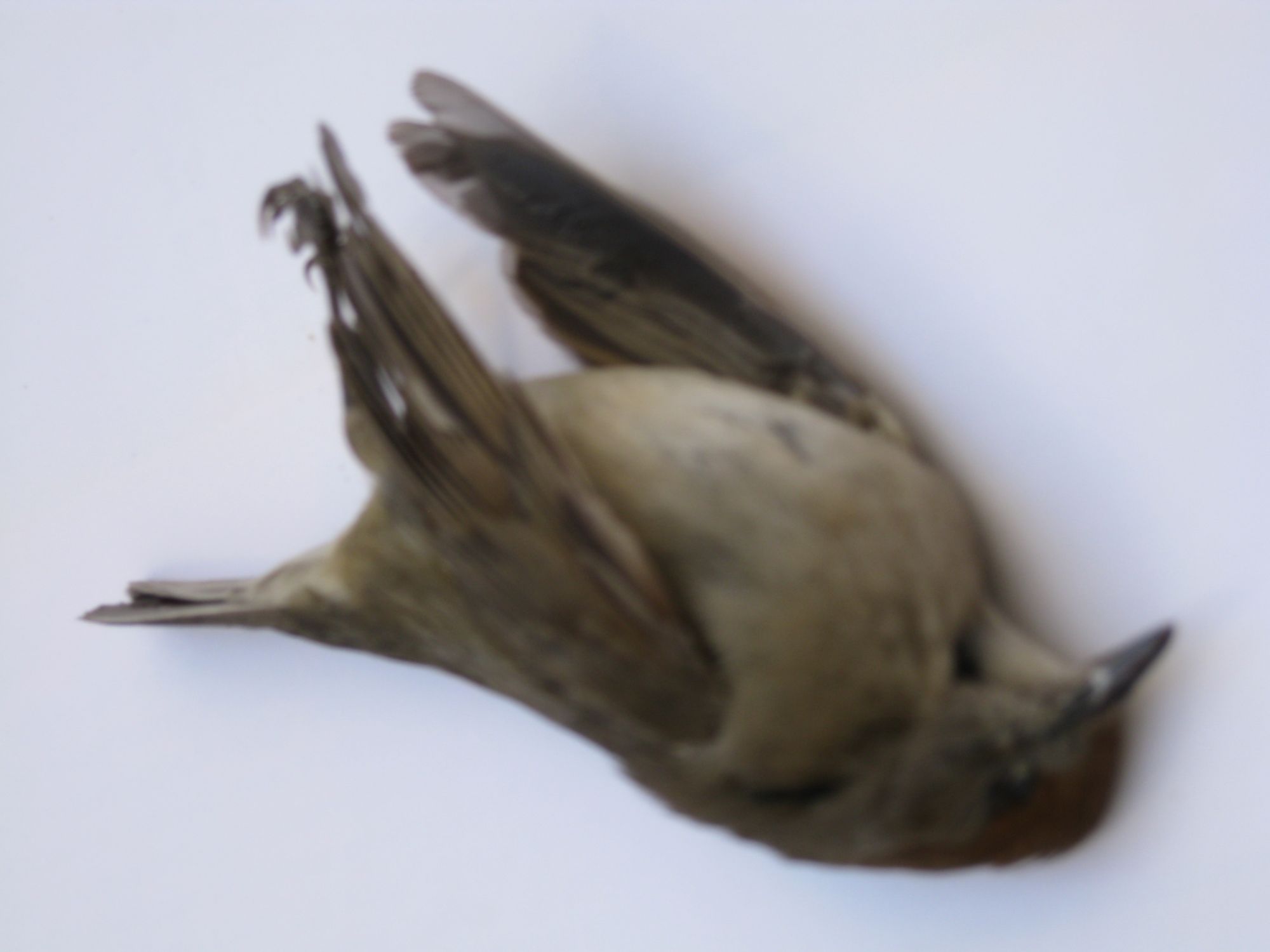 di che uccello si tratta?