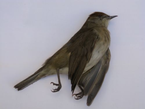 di che uccello si tratta?