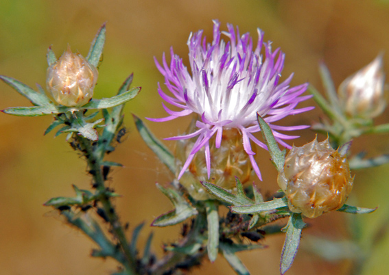 Centaurea jacea subsp. gaudinii?