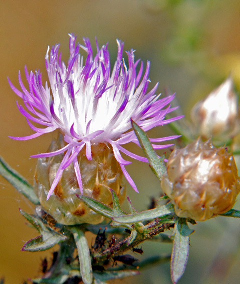 Centaurea jacea subsp. gaudinii?