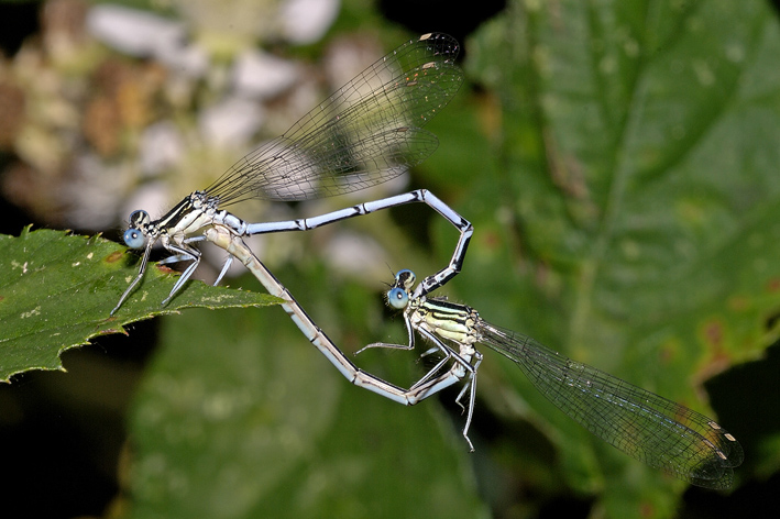 Identificazione libellula: Platycnemis pennipes