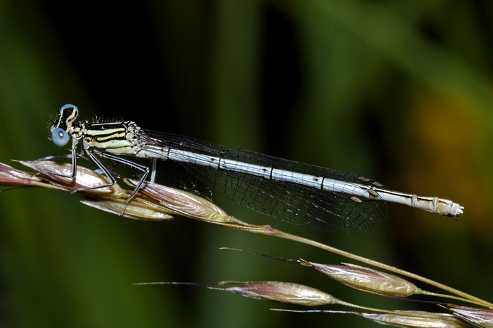 Identificazione libellula: Platycnemis pennipes