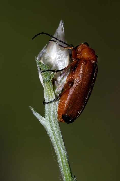 Zonitis flava?