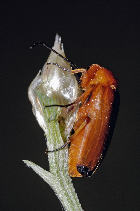 Zonitis flava?