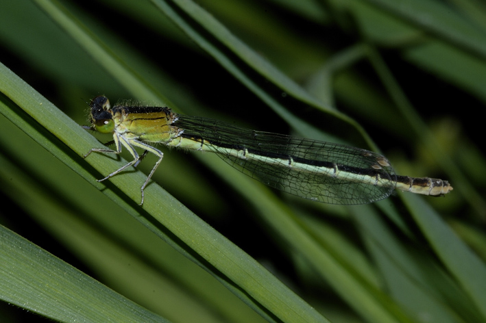 Da identificare - Ischnura pumilio