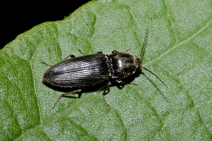 Elateridae nero: Dicronychus o Melanotus?