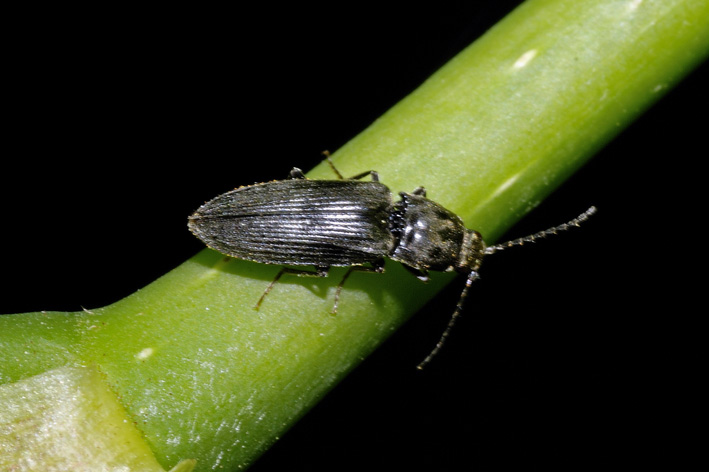 Elateridae nero: Dicronychus o Melanotus?