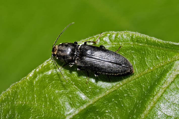 Elateridae nero: Dicronychus o Melanotus?