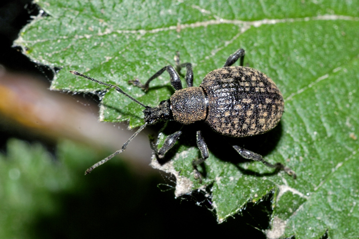 Otiorhynchus armadillo oppure O. salicicola