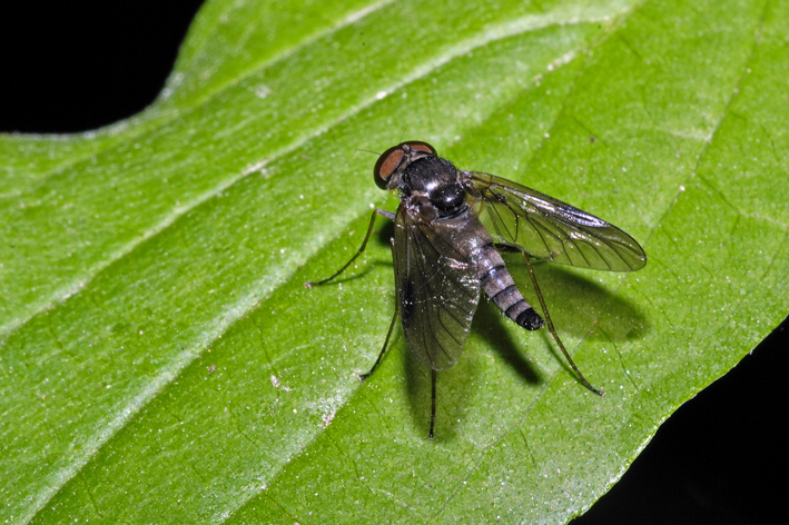 Dittero da identificare