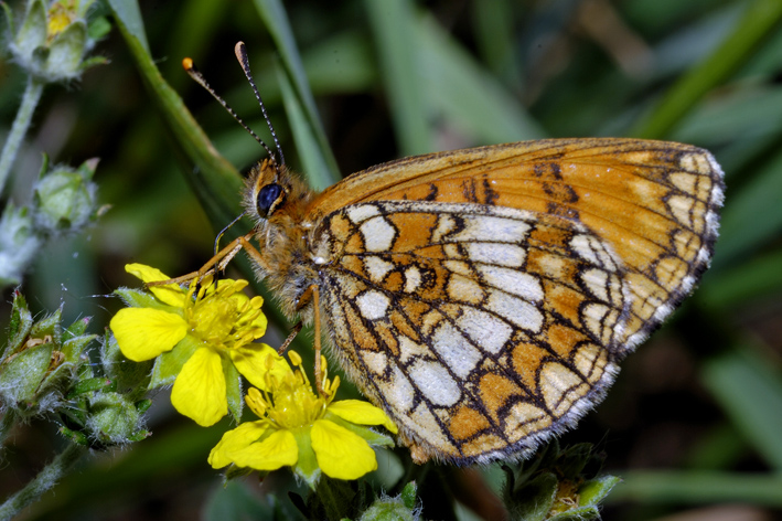Melitaea athalia ??