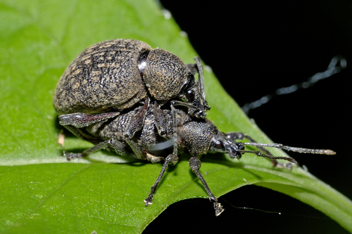 Otiorhynchus armadillo oppure O. salicicola