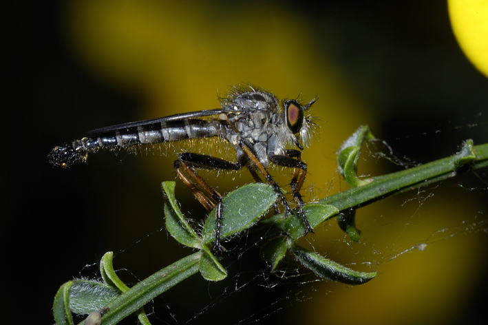 Asilidae ?
