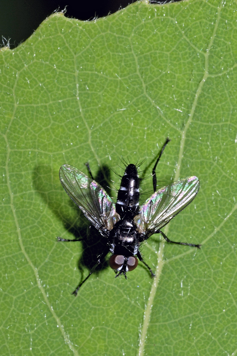 Piccola mosca da identificare