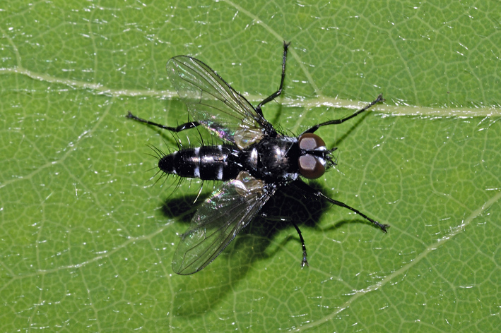 Piccola mosca da identificare