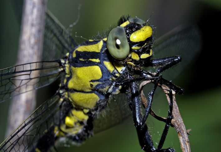 Gomphus vulgatissimus ??