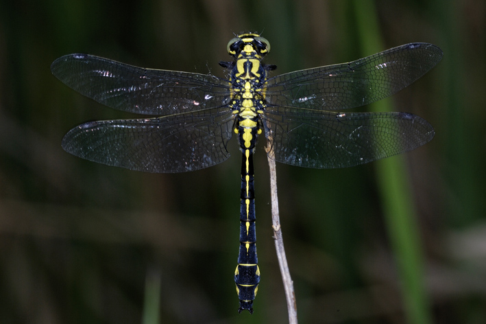 Gomphus vulgatissimus ??