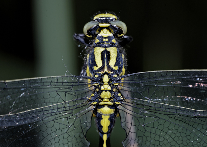 Gomphus vulgatissimus ??