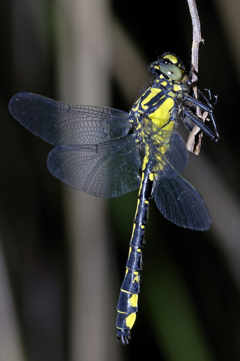 Gomphus vulgatissimus ??