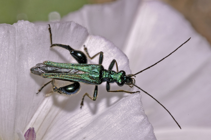 Oedemera nobilis