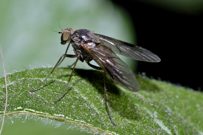 Dittero da identificare