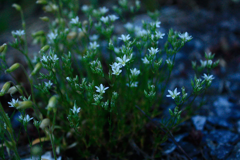 Minuartia rostrata / Minuartia mutevole