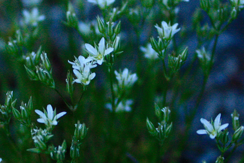 Minuartia rostrata / Minuartia mutevole