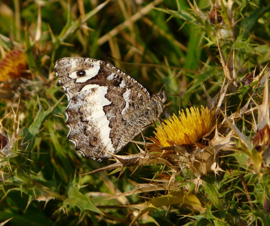 identificazione farfalla - Brintesia circe