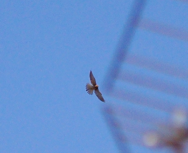 rapace lontanissimo da id.