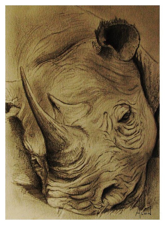 Rinoceronte che si riposa