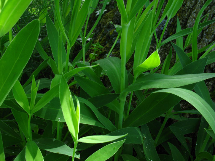 verosimile Silene d.d. - no, Dianthus sp.