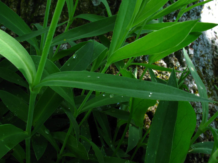 verosimile Silene d.d. - no, Dianthus sp.