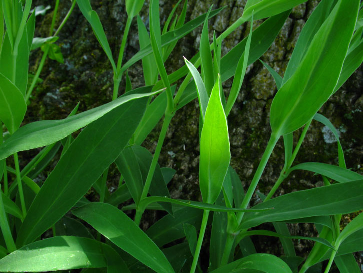 verosimile Silene d.d. - no, Dianthus sp.