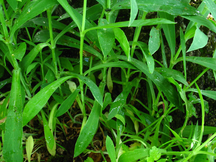 verosimile Silene d.d. - no, Dianthus sp.
