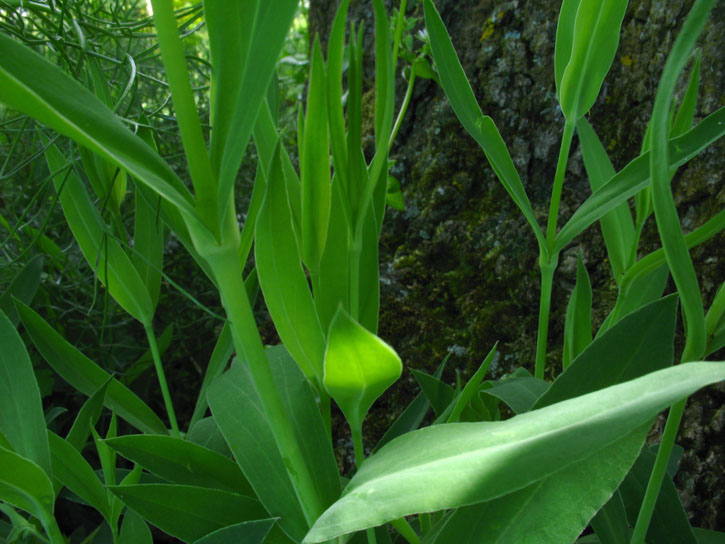 verosimile Silene d.d. - no, Dianthus sp.