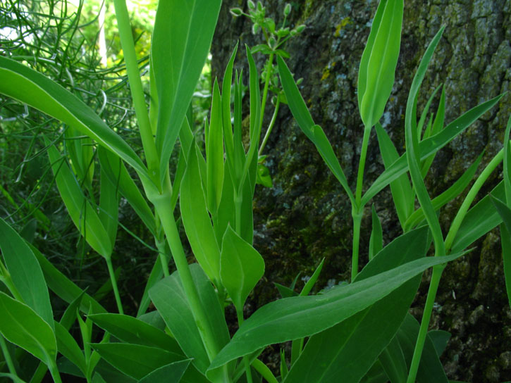 verosimile Silene d.d. - no, Dianthus sp.