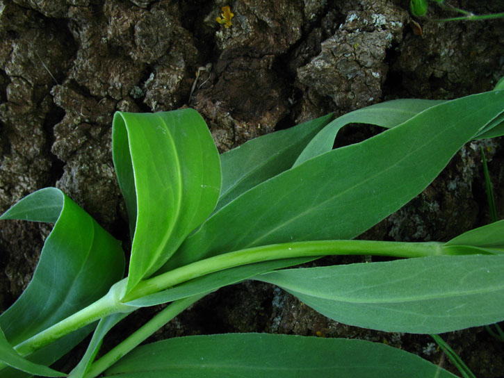 verosimile Silene d.d. - no, Dianthus sp.