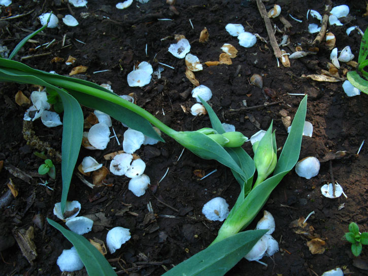 verosimile Silene d.d. - no, Dianthus sp.