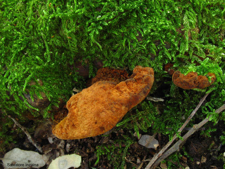poliporacea da determinare (Phellinus torulosus)
